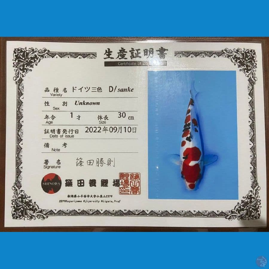HQ Doitsu Sanke Import Sakai 30cm
