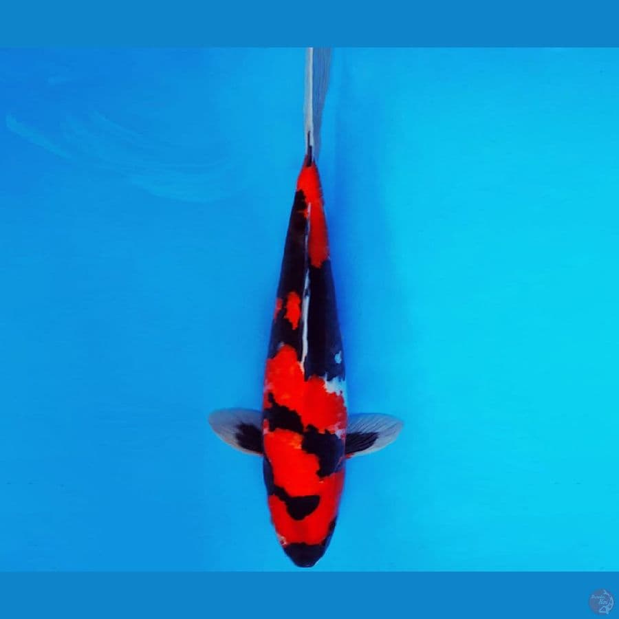 SATAN 2 ~ SHOWA 33 cm/male ™