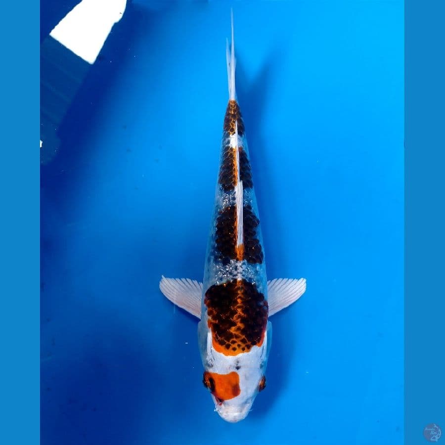 kujaku 24 cm