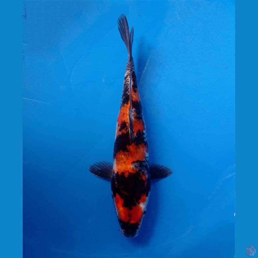 showa 28 cm