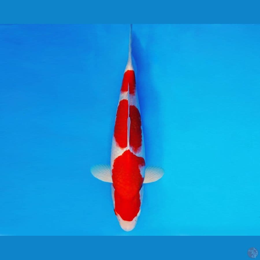 SATAN 10 ~ KOHAKU 33 cm/male ™