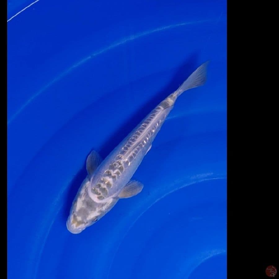 Koi Import Jepang Doitsu Kabuto (Sertifikat Kobayashi) 28cm