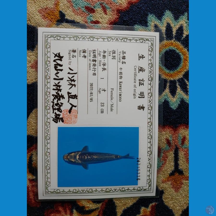 Koi Import Jepang Doitsu Kabuto (Sertifikat Kobayashi) 28cm
