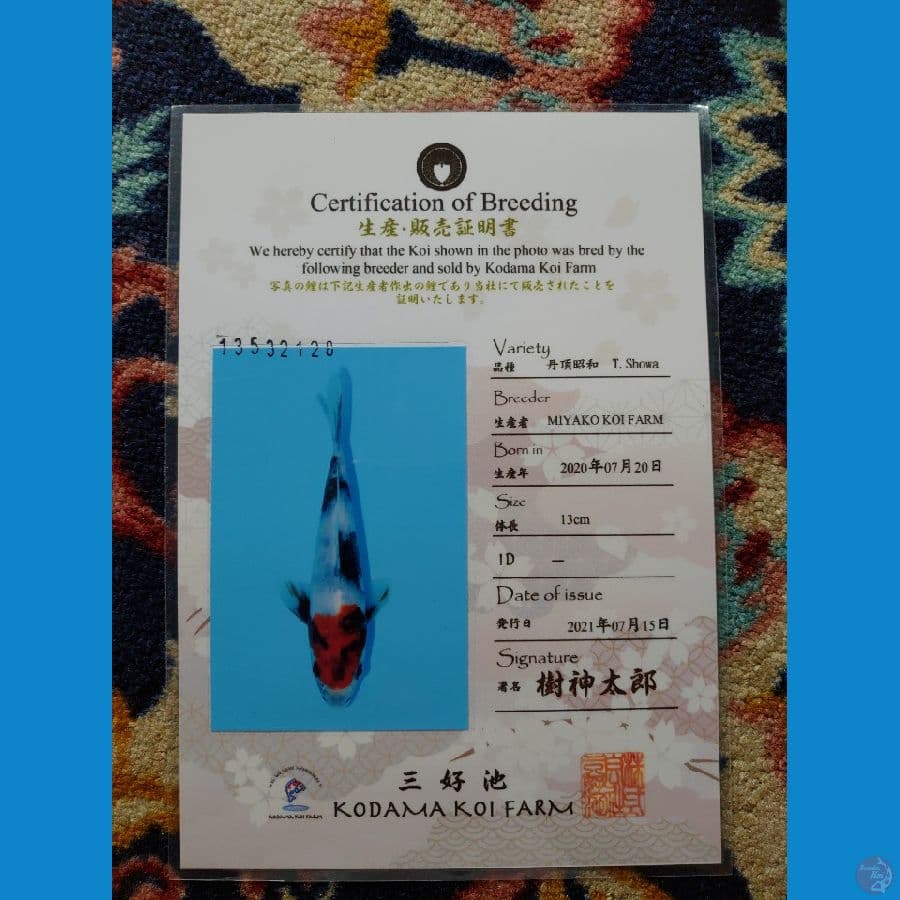Koi Import Jepang Tancho Showa (Sertifikat Miyako) 26cm