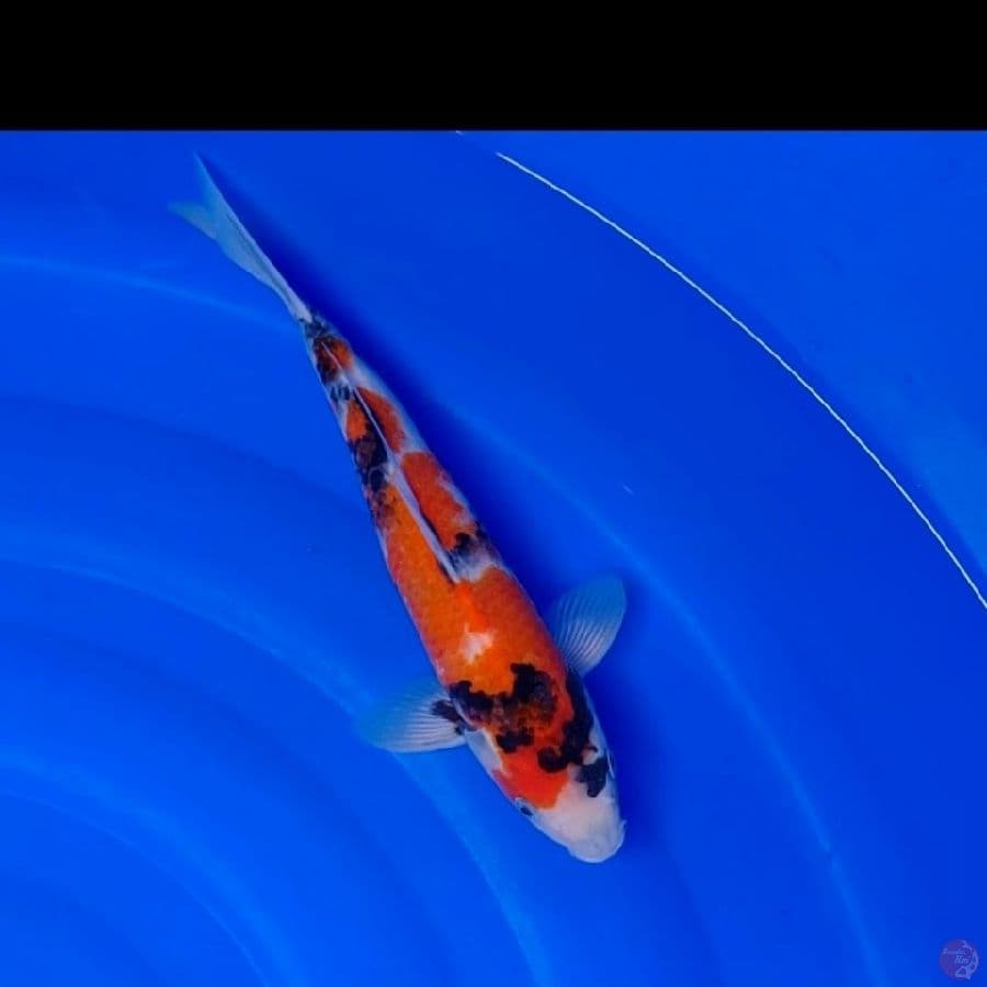 Koi Import Jepang Showa (Sertifikat Kanezo) 33cm