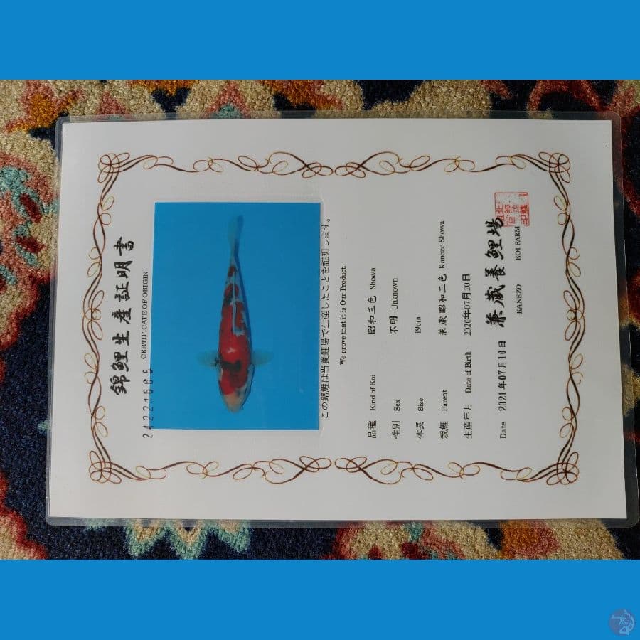 Koi Import Jepang Showa (Sertifikat Kanezo) 33cm