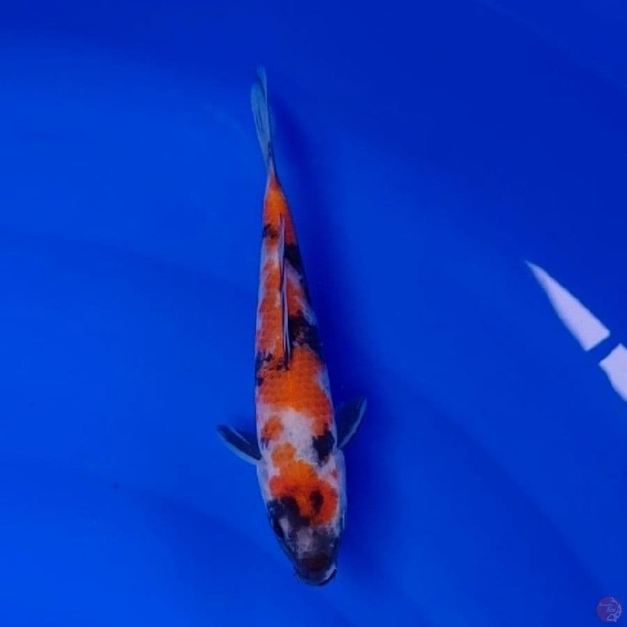 Koi Import Jepang Showa (Sertifikat Sekiguchi) 21cm