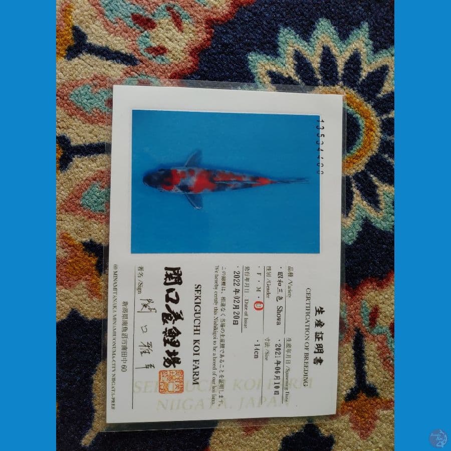 Koi Import Jepang Showa (Sertifikat Sekiguchi) 21cm
