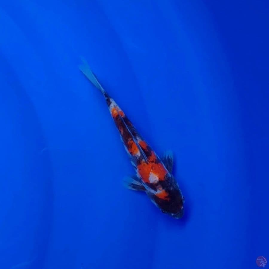 Koi Import Jepang Doitsu Showa (Sertifikat Shinoda) 17cm
