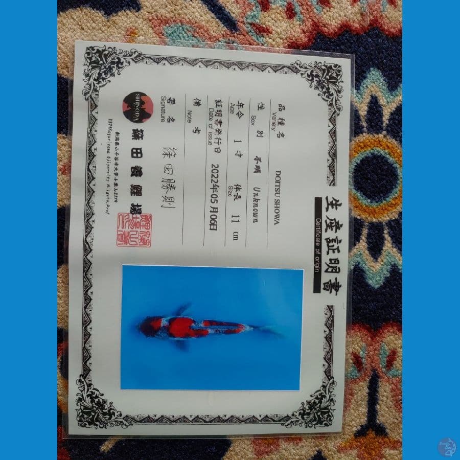 Koi Import Jepang Doitsu Showa (Sertifikat Shinoda) 17cm