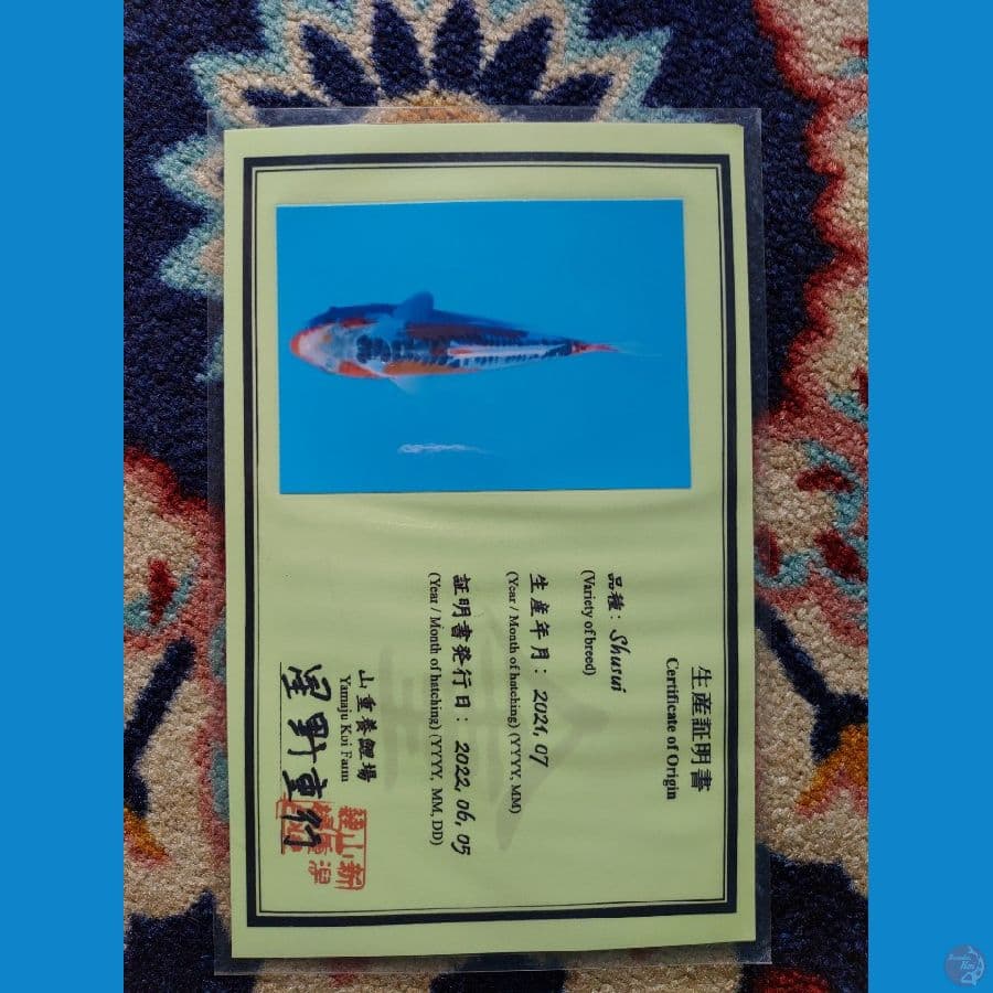 Koi Import Jepang Shusui (Sertifikat Yamaju) 21cm