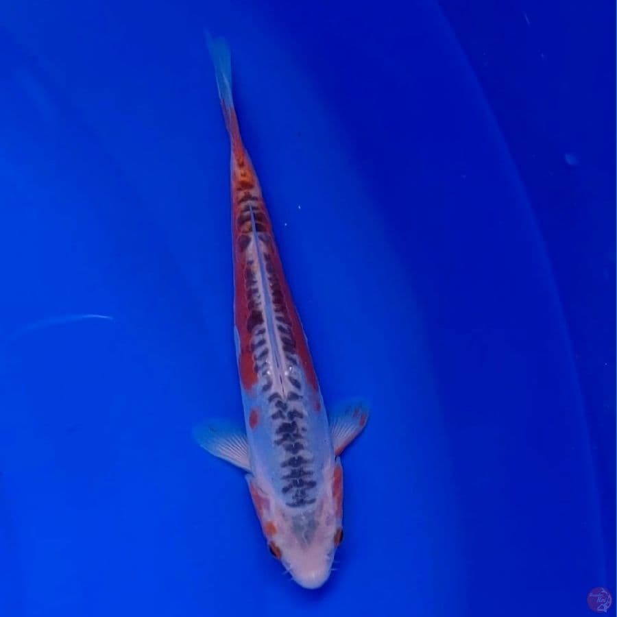 Koi Import Jepang Shusui (Sertifikat Miyatora) 23cm