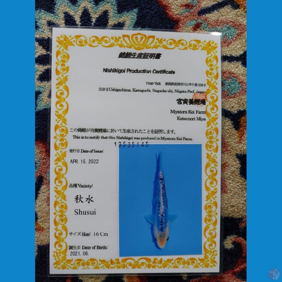 Koi Import Jepang Shusui (Sertifikat Miyatora) 23cm