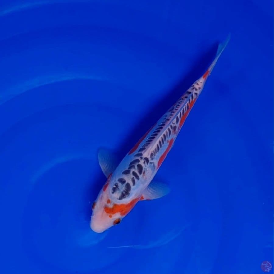 Koi Import Jepang Shusui (Sertifikat Yamaju) 27cm