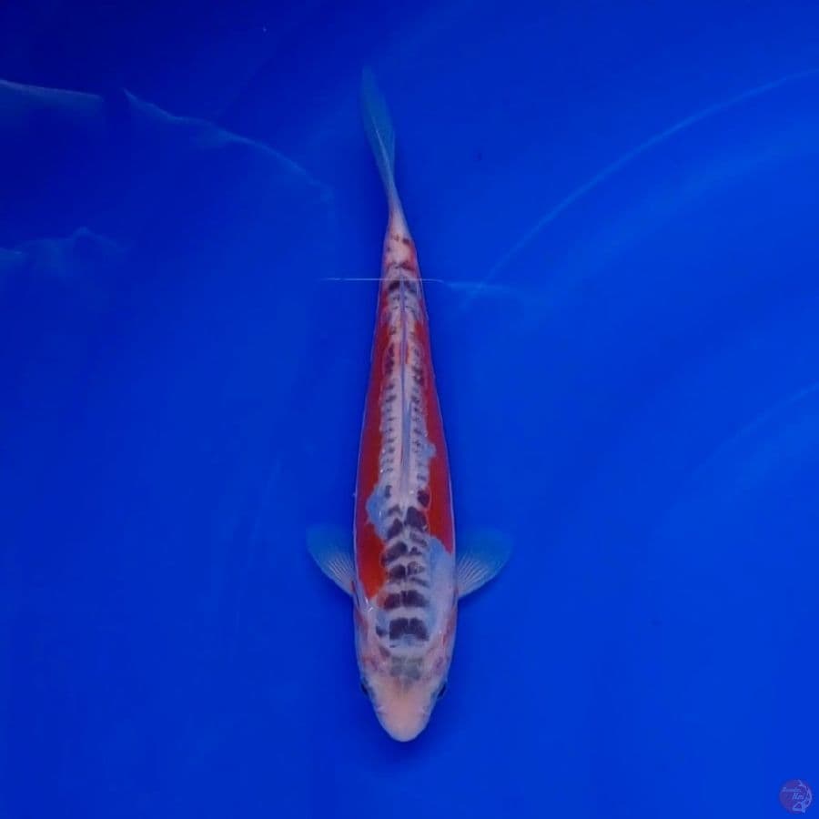 Koi Import Jepang Shusui (Sertifikat Tanaka) 21cm