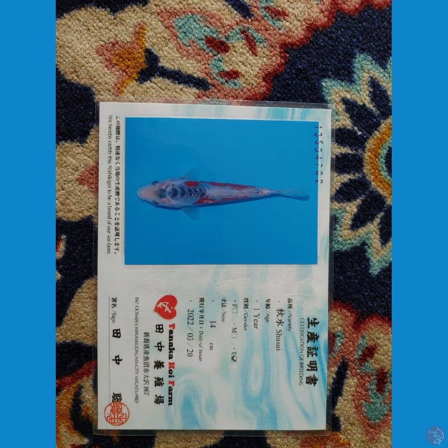 Koi Import Jepang Shusui (Sertifikat Tanaka) 21cm
