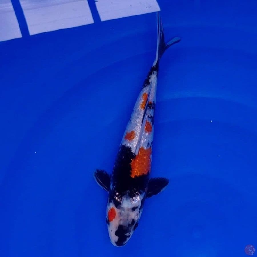 Koi Import Jepang Ginrin Showa (Sertifikat Dainichi) 28cm
