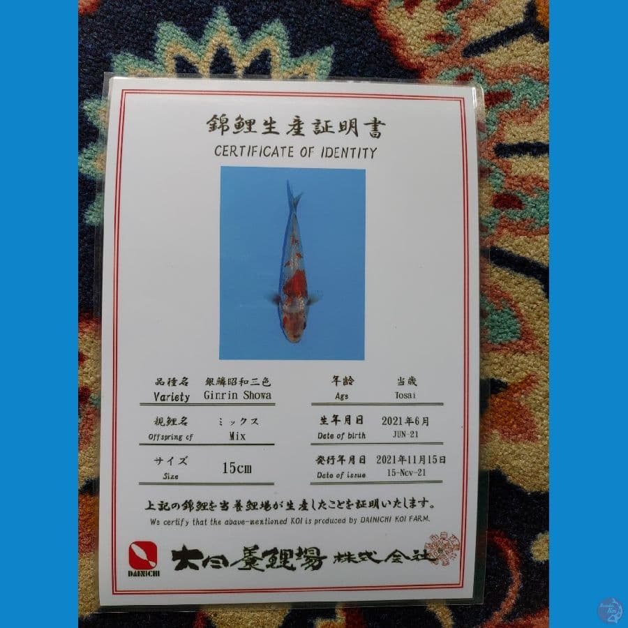 Koi Import Jepang Ginrin Showa (Sertifikat Dainichi) 28cm