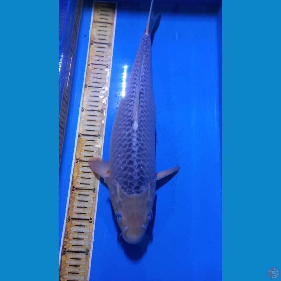 Asagi 45BU