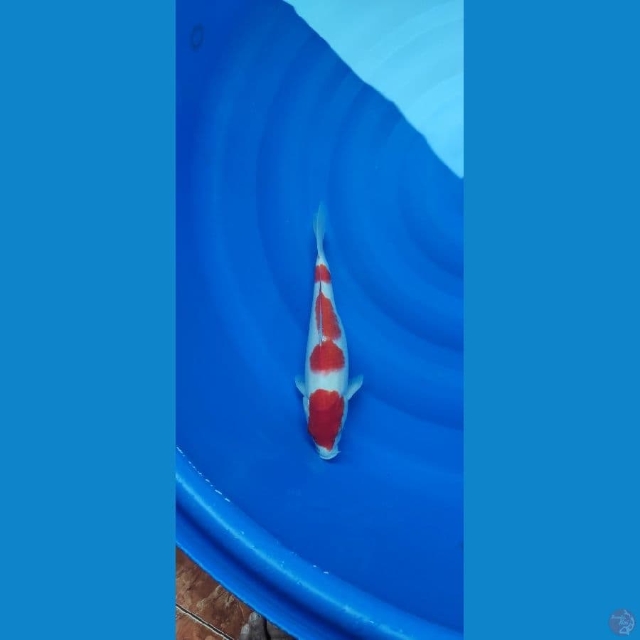 kohaku 4 step