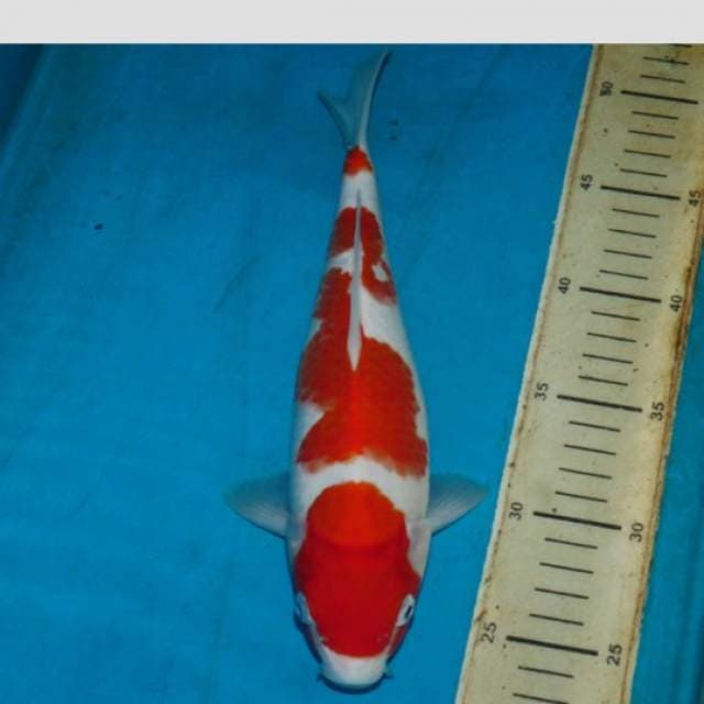 kohaku female super