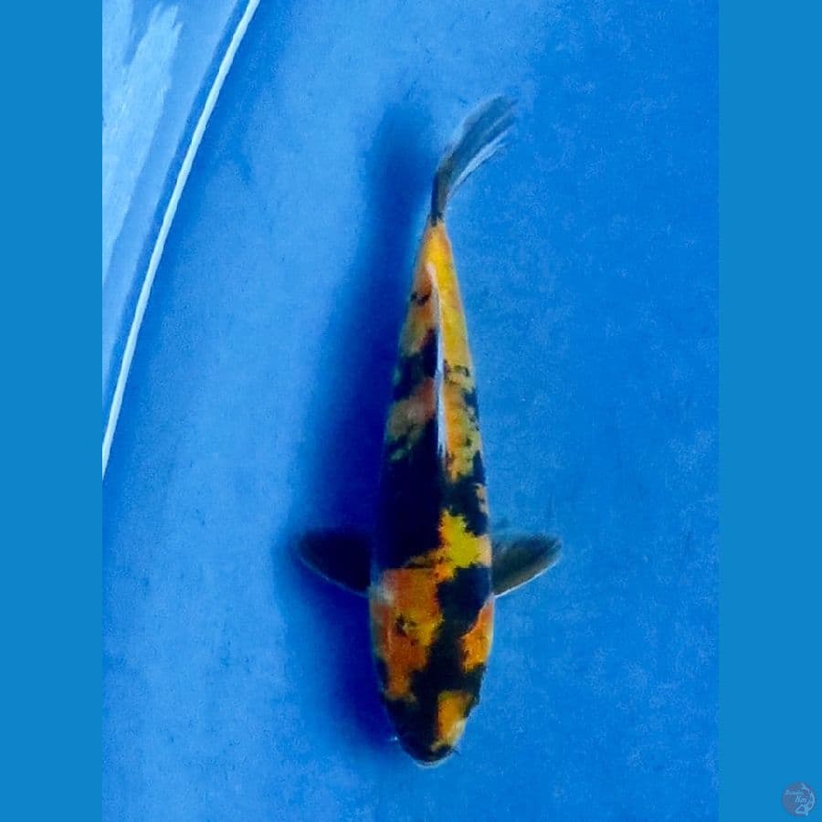 ki utsuri doitsu murni 16cm