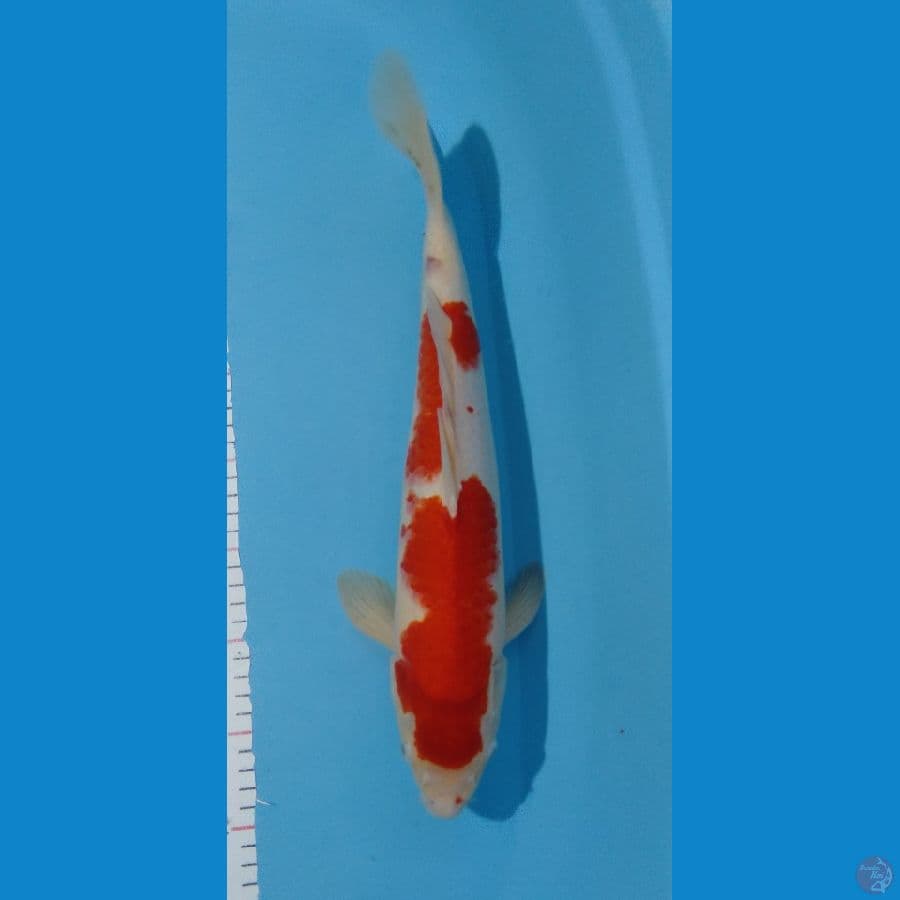 Kohaku Jumbo M 42cm