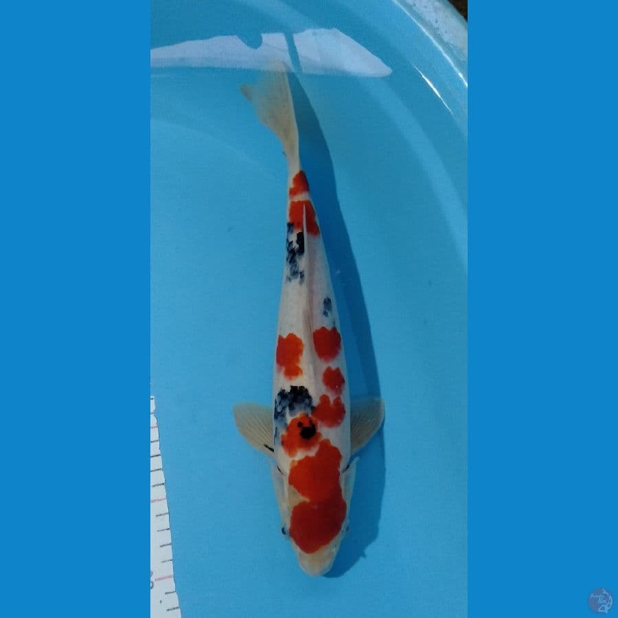 Sanke M 36cm