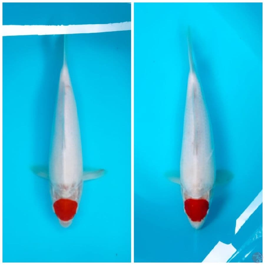 Tancho Kohaku 35 36cm