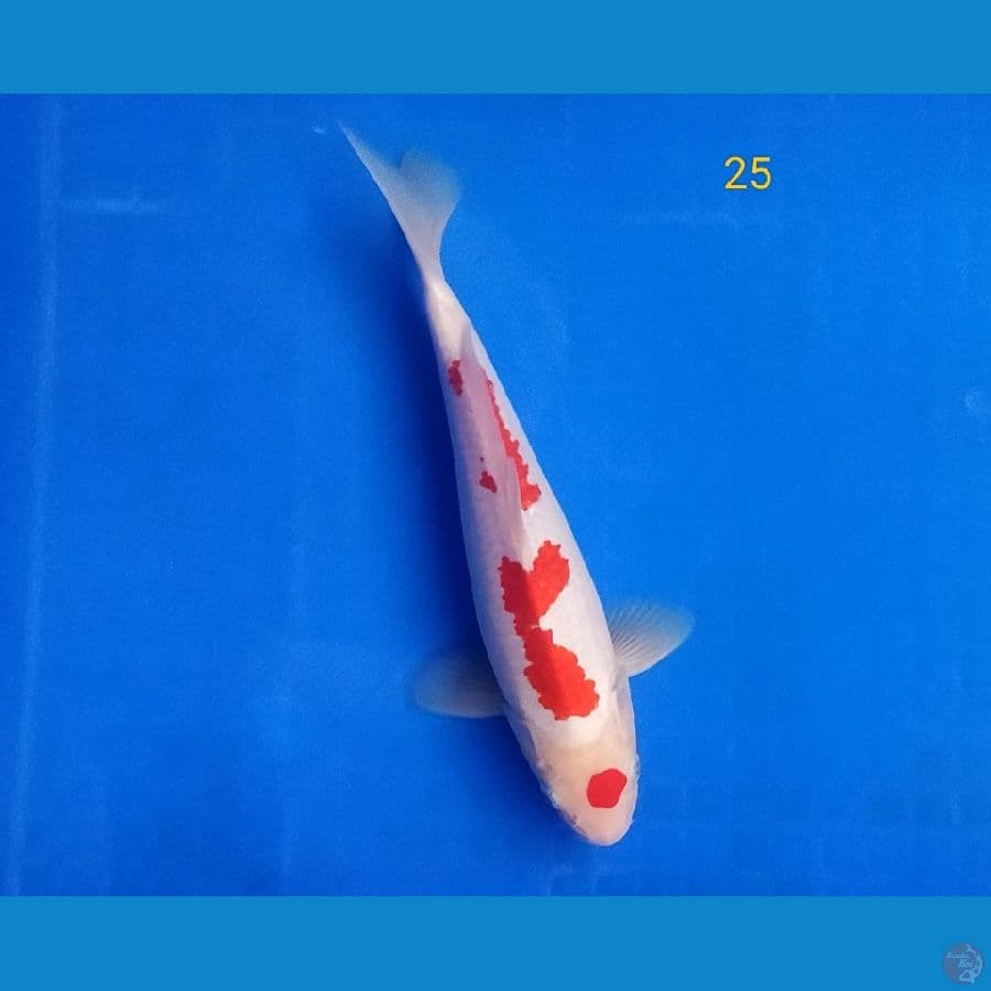 maruten kohaku