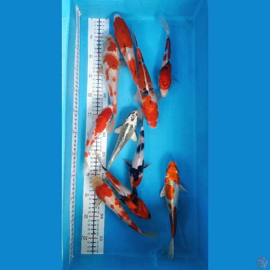 Mik size 19-25 cm