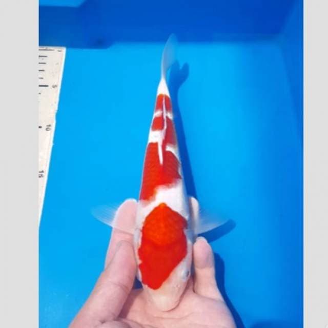 kohaku anakan ogata siap show