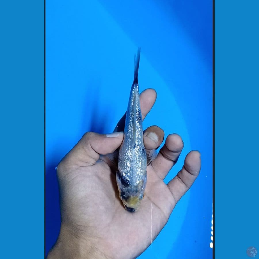 #Bahan Keep# Shiro Tate Ginrin padat 14cm