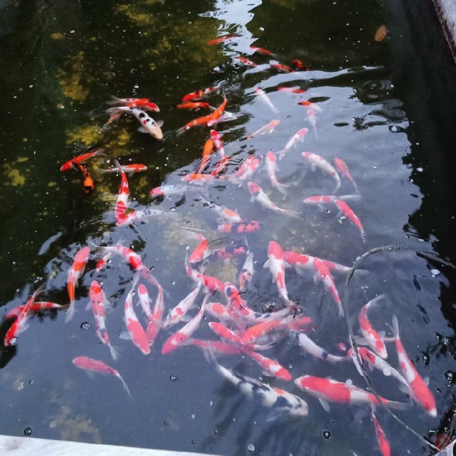 85ekor mix kohaku sanke showa 15-25cm