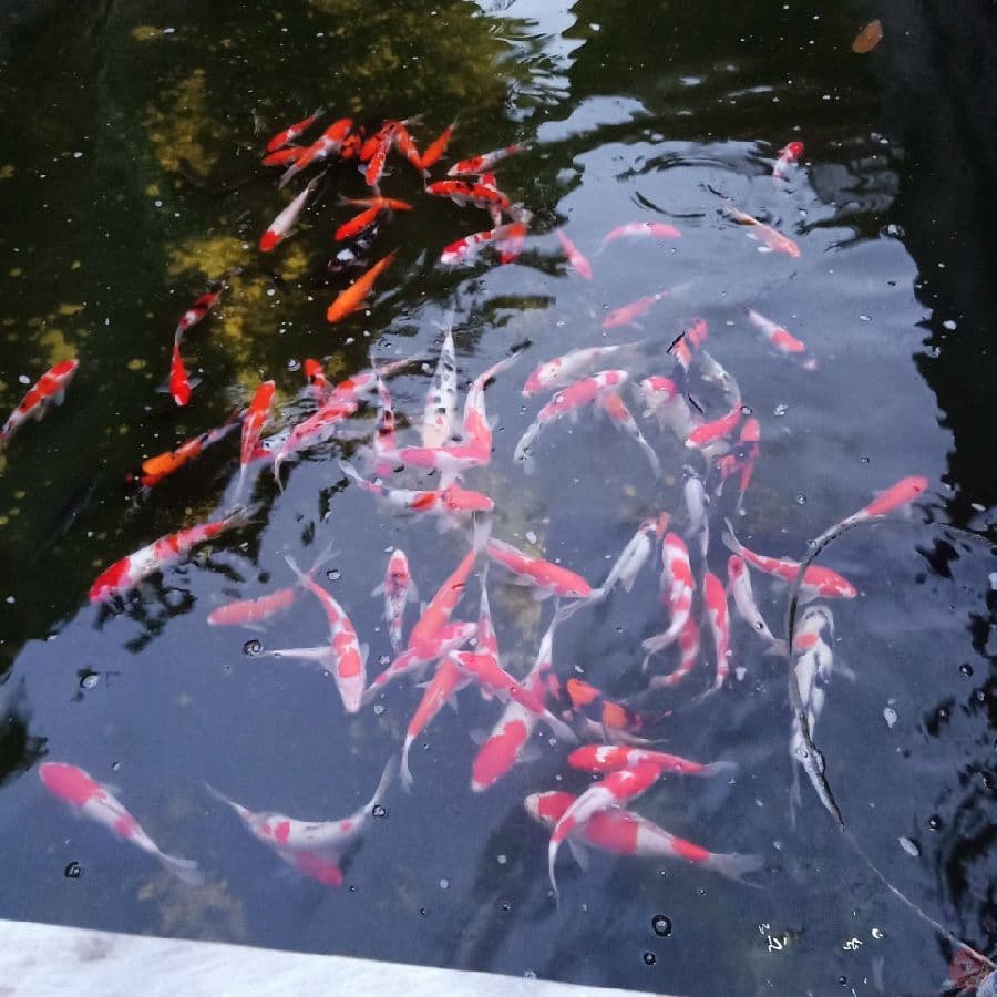 85ekor mix kohaku sanke showa 15-25cm