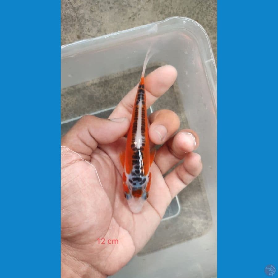 shusui 12cm