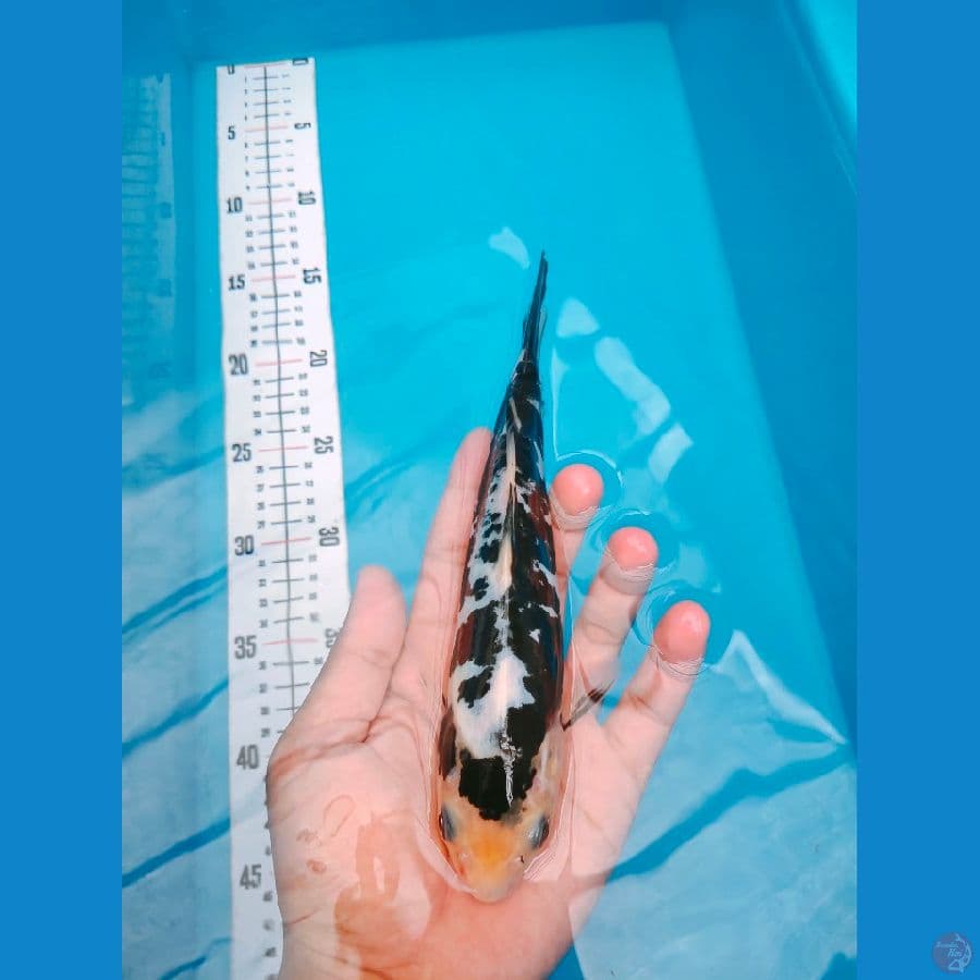MACANREMBAH 23CM