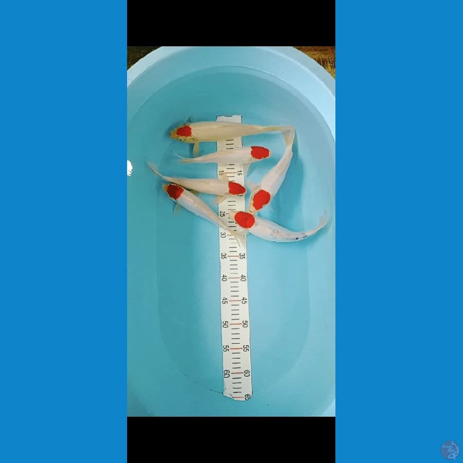 tanco kohaku doit 24 26 cm sisik 2 ekor ori