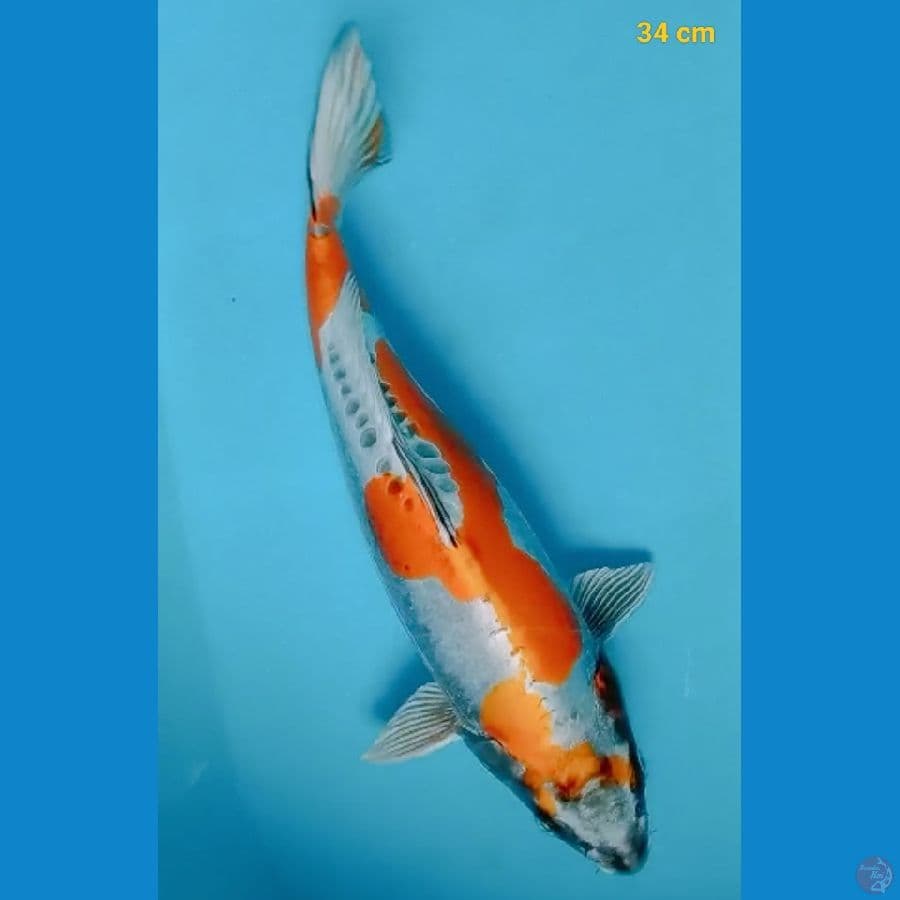 SQ kiko male 34 cm