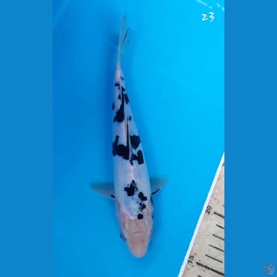 Bekko 23cm