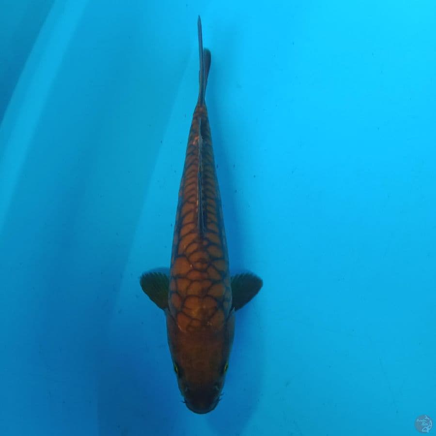 chagoi aragoke 27 cm
