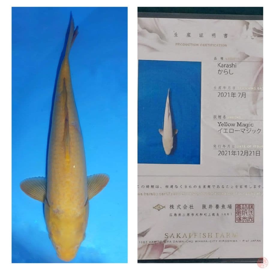 Karasi serty breeder SFF 40cm