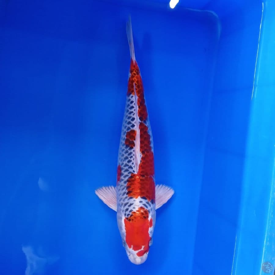 KITARO - RED KUJAKU MALE 39CM