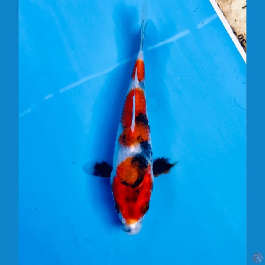 showa 15cm