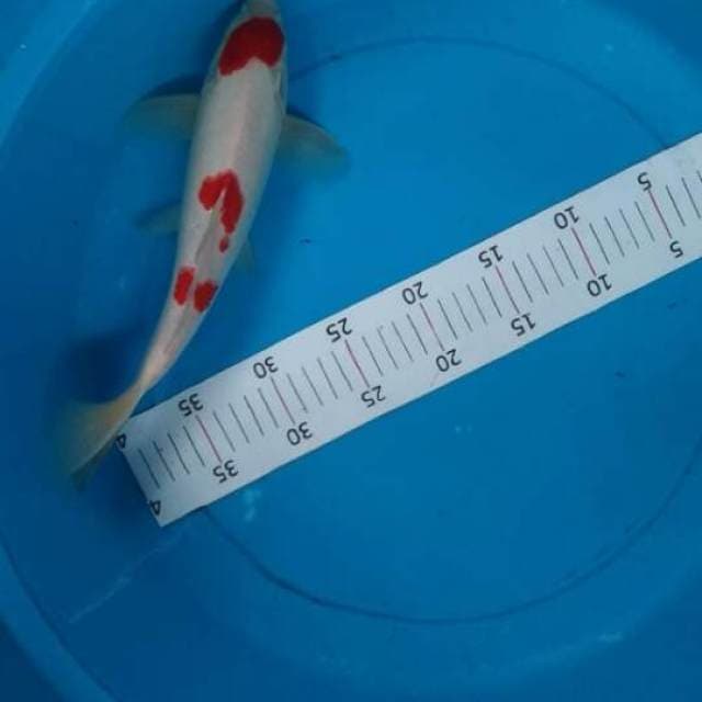 kohaku.30