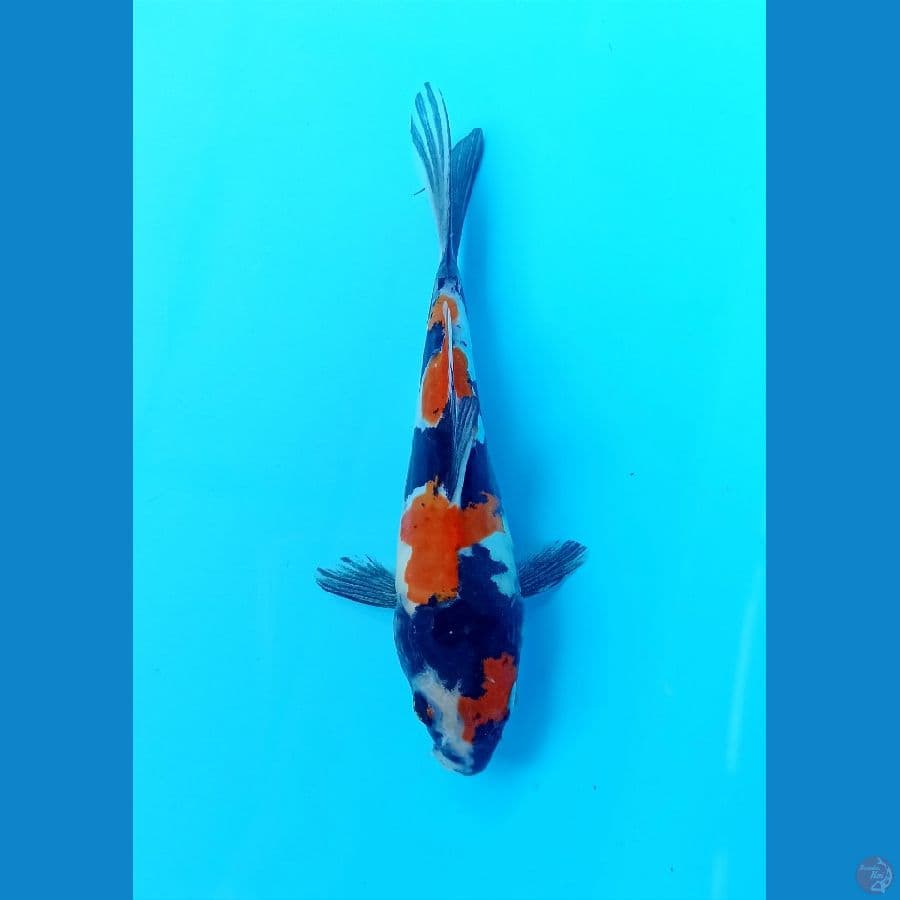 showa doitsu 16cm
