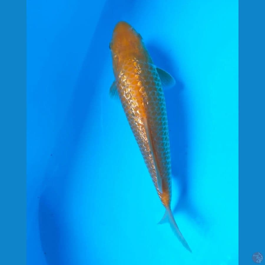 KARASI GINRIN 25CM MALE