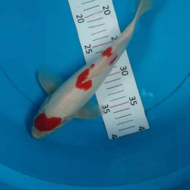 kohaku.30.Male