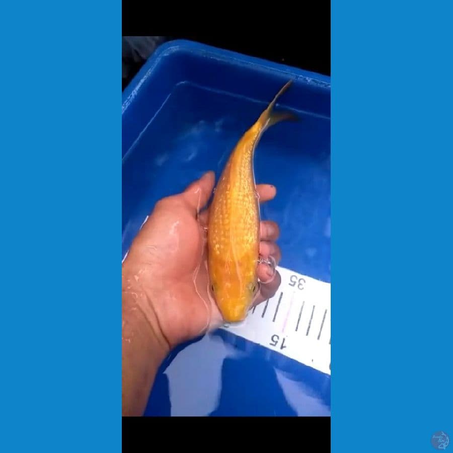 karasi ginrin 21 cm