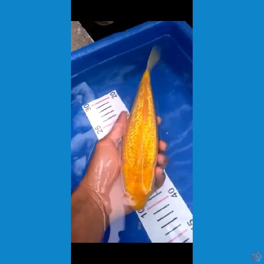 Karashi ginrin 25 cm